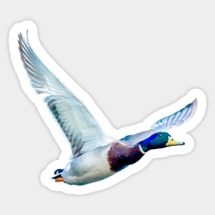 Mallard in flight Sticker